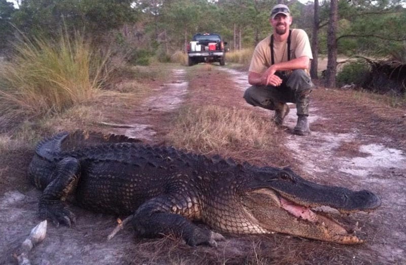 A large Georgia alligator caught by the author. 