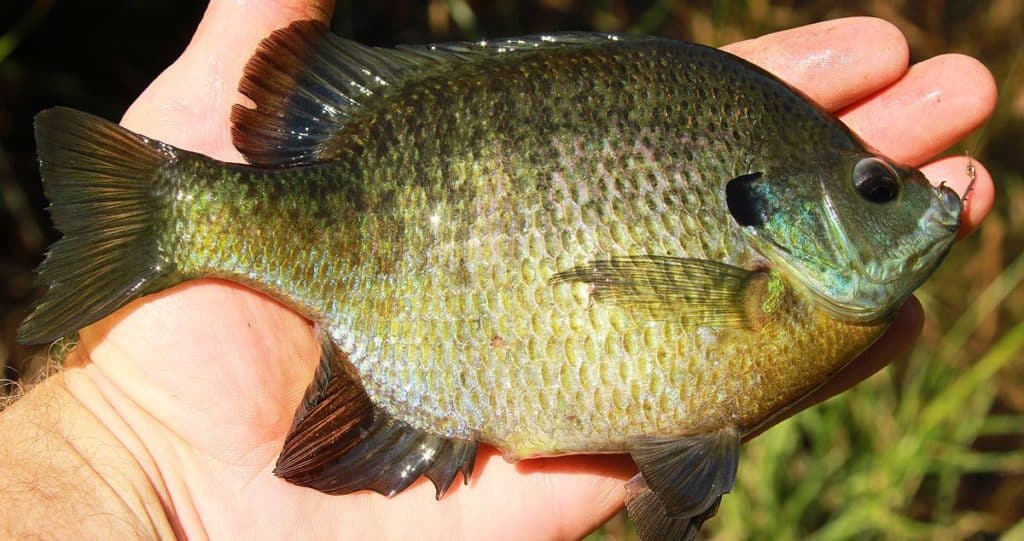 The Best Bait for Bluegill: Live and Artificial