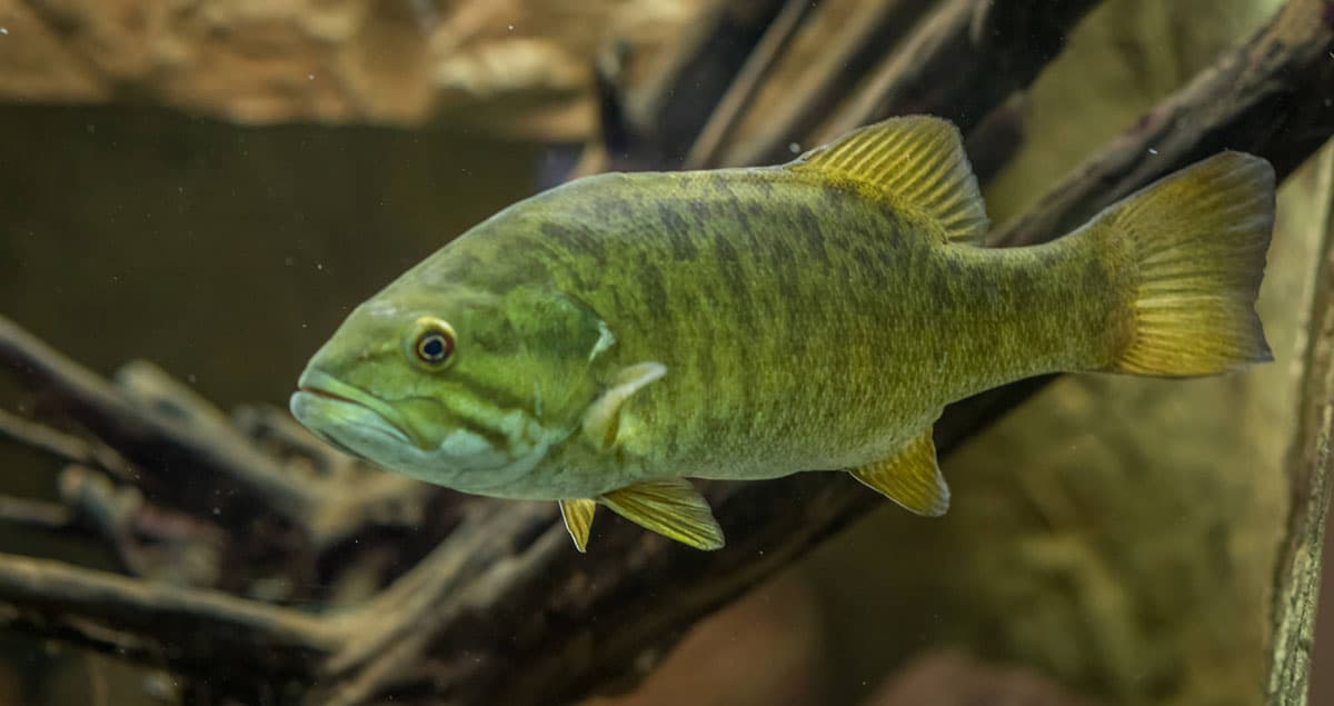 Photo of a medium-sized smallmouth bass swimming in a large fish tank.