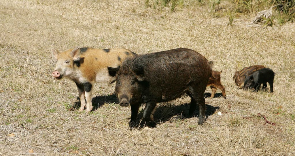 A group of feral hogs in Georgia.