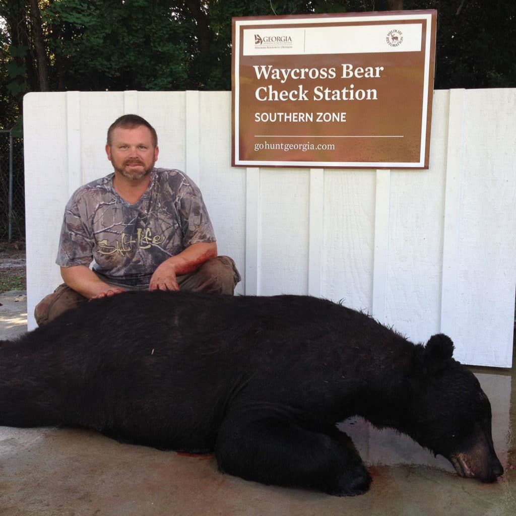 Large black bear harvested in Georgia's southern bear hunting zone. 