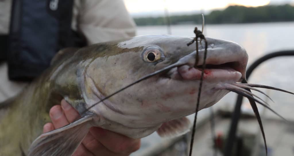 Photo of a large catfish caught in the Kentucky River on a carolina catfish rig.