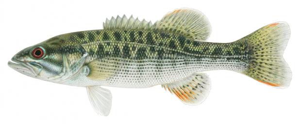 Illustration of the Altamaha bass.