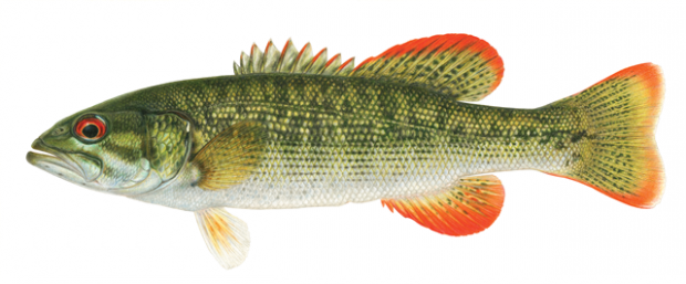 Illustration of the Chattahoochee bass.