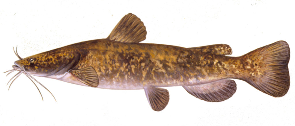 Illustration of a flathead catfish courtesy of the Iowa DNR.