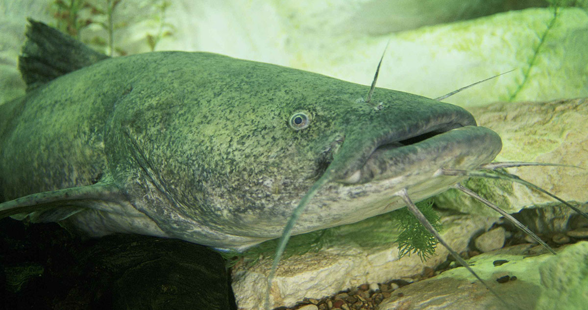 A Georgia flathead catfish lying on the bottom of a rocky stream.