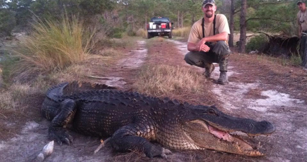 A large 8-foot Georgia alligator caught and released by the author.