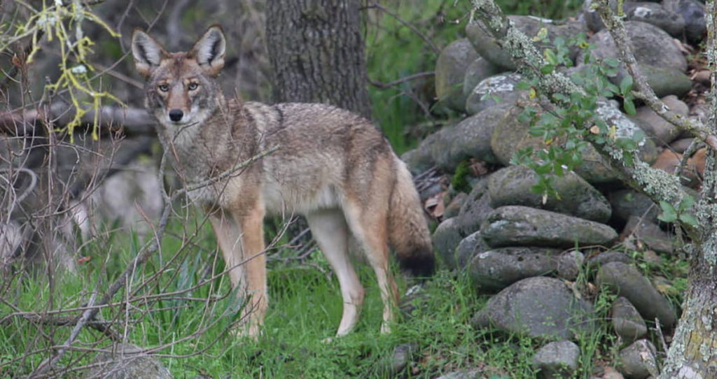 Photo of a coyote standing in grass by a pile of stones.