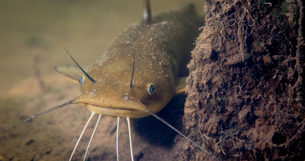 Bullhead Catfish Fishing in Georgia: An Angler’s Guide