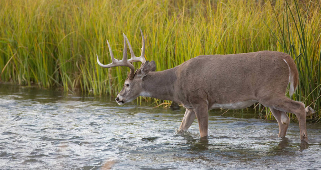 Big Mississippi buck wading through a creek.